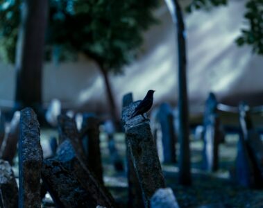 a small black bird sitting on top of a wooden fence