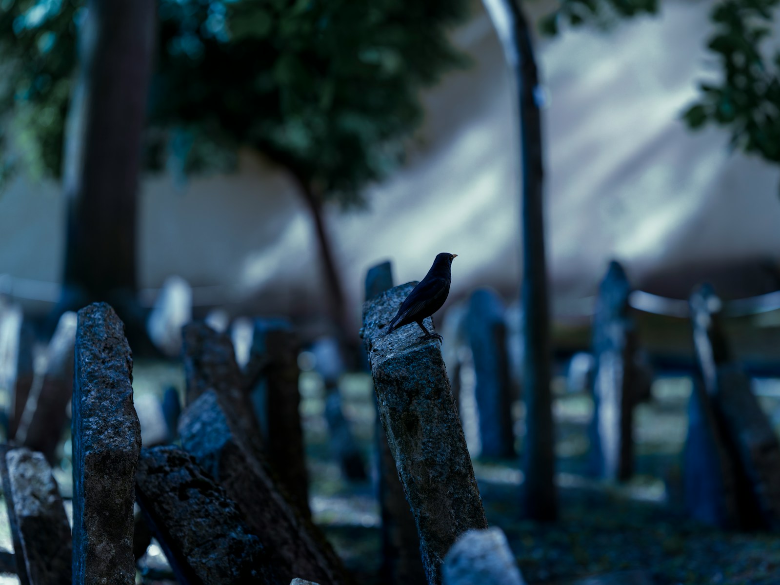 a small black bird sitting on top of a wooden fence