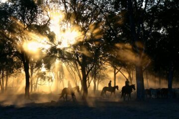 silhouette photography of horse riders on trees