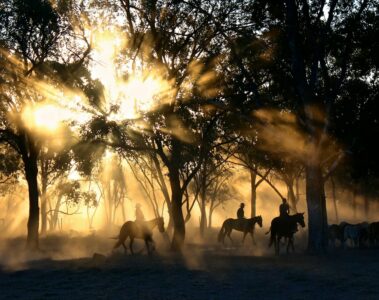 silhouette photography of horse riders on trees