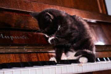 A black and white cat sitting on top of a piano