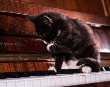 A black and white cat sitting on top of a piano
