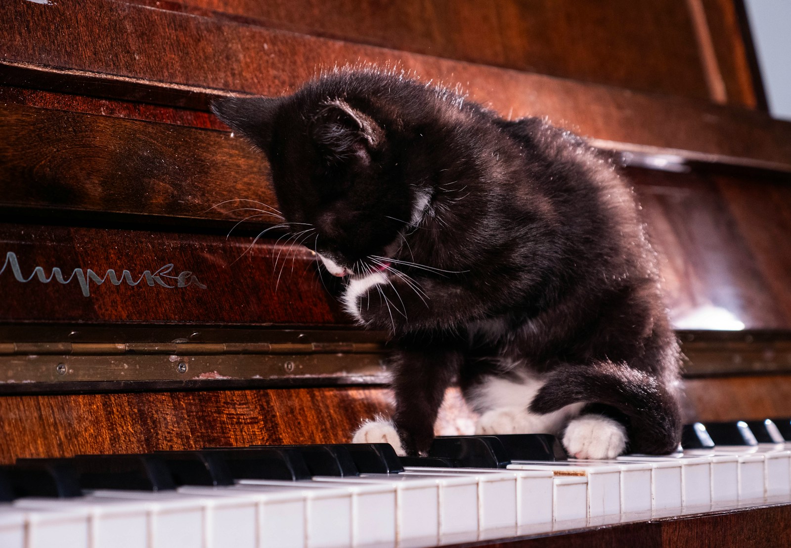 A black and white cat sitting on top of a piano